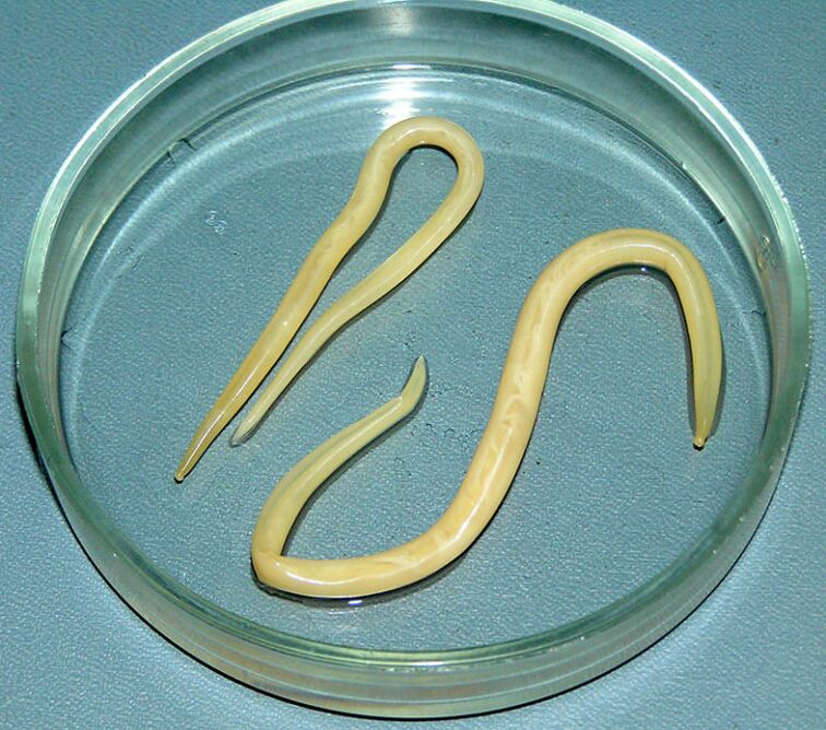 Assarids